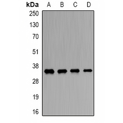 ORC6 Rabbit Polyclonal Antibody
