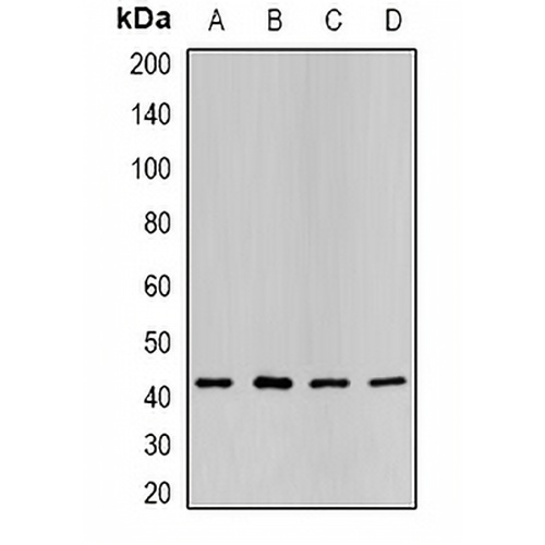 P2Y2 Rabbit Polyclonal Antibody