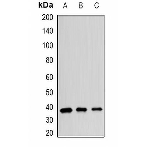 hnRNP E2 Rabbit Polyclonal Antibody