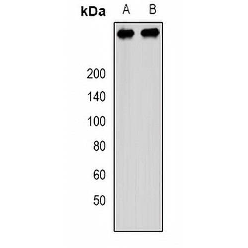 PCM1 Rabbit Polyclonal Antibody