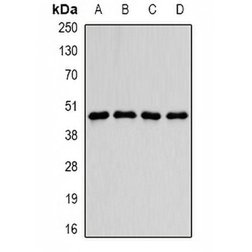 PDCD2L Rabbit Polyclonal Antibody
