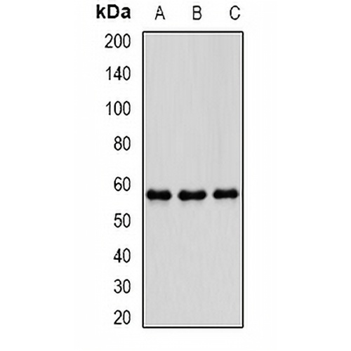 PDE1B Rabbit Polyclonal Antibody