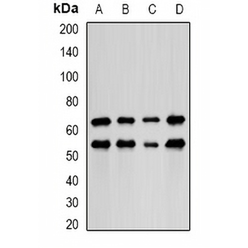 LIM Rabbit Polyclonal Antibody