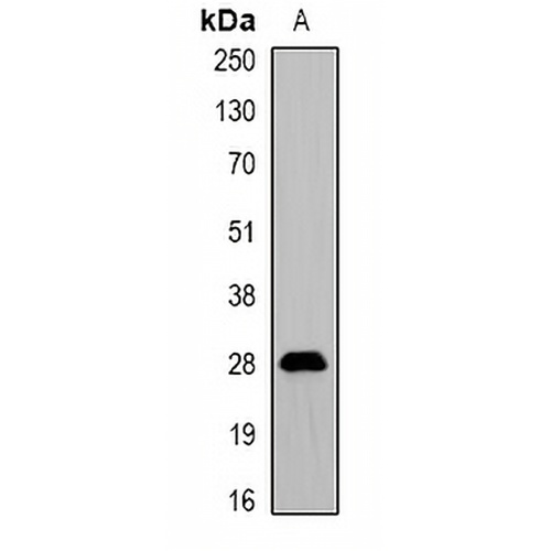 ProDynorphin Rabbit Polyclonal Antibody