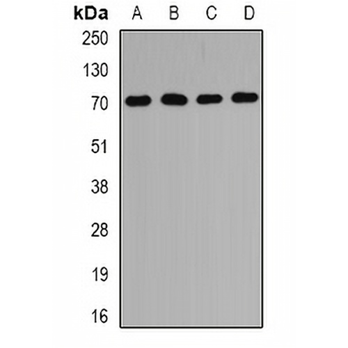 PEX5 Rabbit Polyclonal Antibody