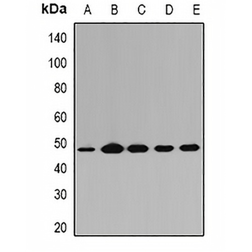 PGD Rabbit Polyclonal Antibody