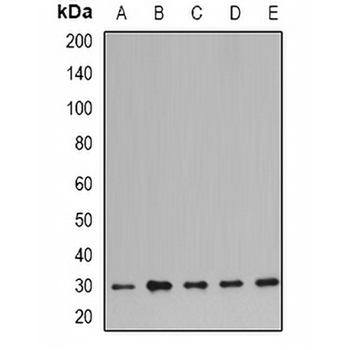 Prohibitin Rabbit Polyclonal Antibody