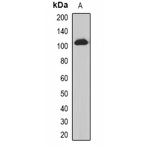 PHC3 Rabbit Polyclonal Antibody