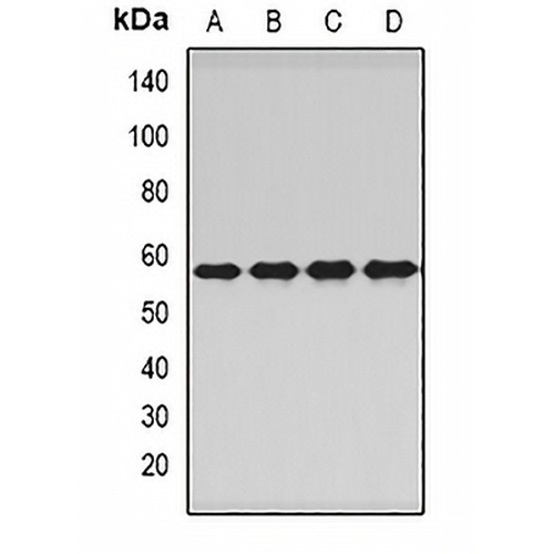 PNKP Rabbit Polyclonal Antibody