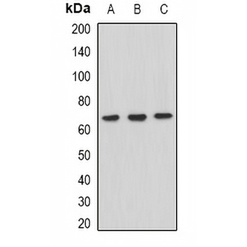 XPV Rabbit Polyclonal Antibody