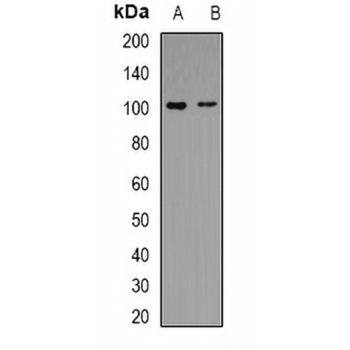 Periostin Rabbit Polyclonal Antibody