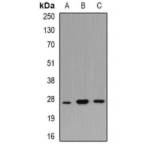 BOB1 Rabbit Polyclonal Antibody