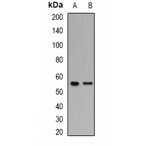 PPAR delta Rabbit Polyclonal Antibody