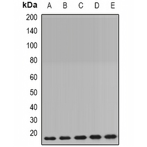Cyclophilin B Rabbit Polyclonal Antibody