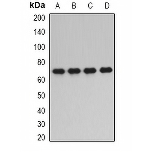 PPP2R1A Rabbit Polyclonal Antibody