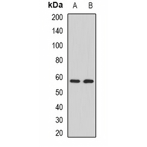 CALNA3 Rabbit Polyclonal Antibody
