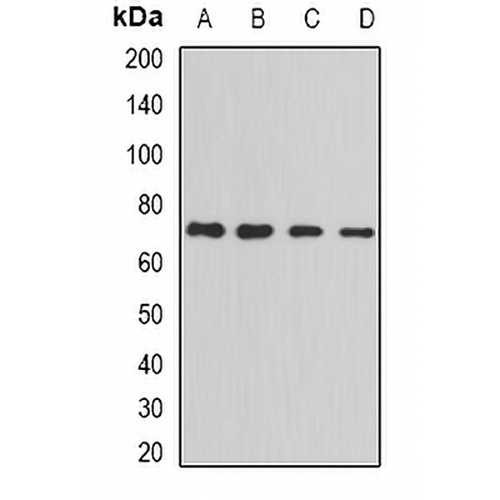 PRC1 Rabbit Polyclonal Antibody