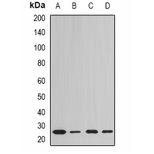 Peroxiredoxin 6 Rabbit Polyclonal Antibody
