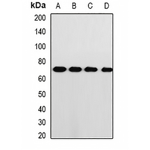 PRKG1 Rabbit Polyclonal Antibody