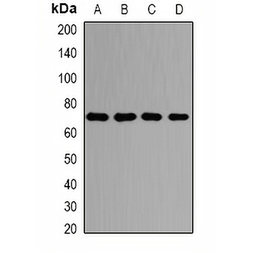 PRMT5 Rabbit Polyclonal Antibody