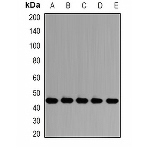 PSMD13 Rabbit Polyclonal Antibody