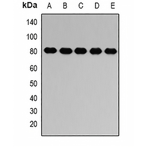 PTP epsilon Rabbit Polyclonal Antibody