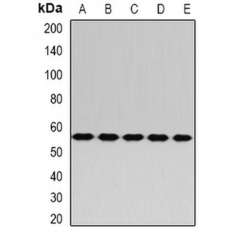 RABIN3 Rabbit Polyclonal Antibody