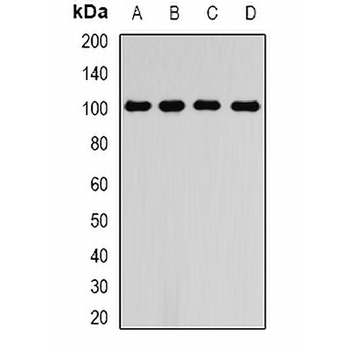 RALBP1 Rabbit Polyclonal Antibody