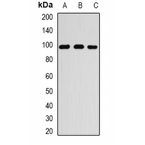 RANGAP1 Rabbit Polyclonal Antibody