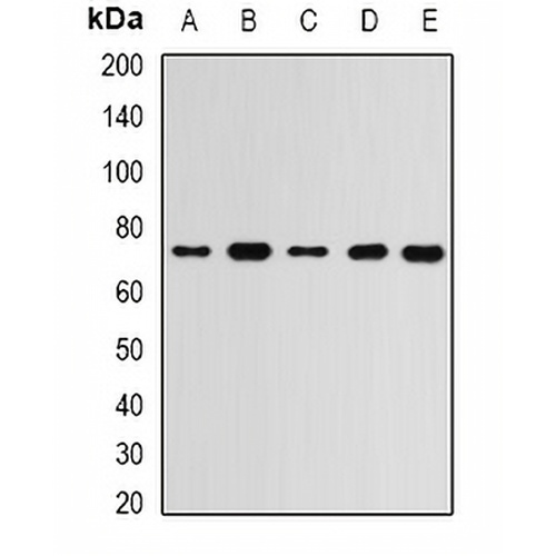 RBBP5 Rabbit Polyclonal Antibody