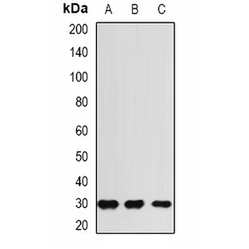 RGR Rabbit Polyclonal Antibody