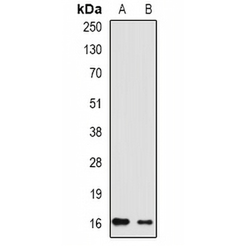 RHEB Rabbit Polyclonal Antibody