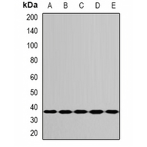 RPS3A Rabbit Polyclonal Antibody