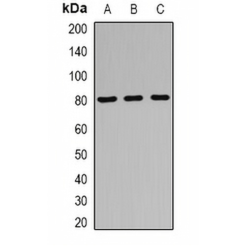 RUFY1 Rabbit Polyclonal Antibody