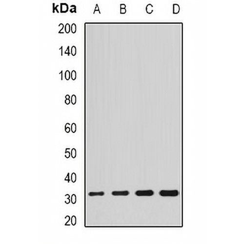 SCO2 Rabbit Polyclonal Antibody