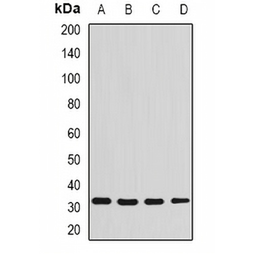 Syntenin Rabbit Polyclonal Antibody
