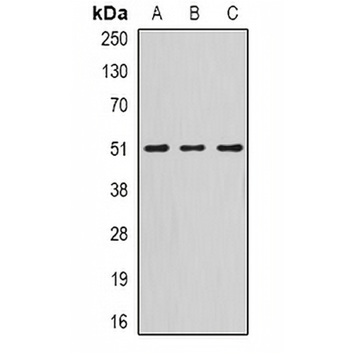 Serpin A10 Rabbit Polyclonal Antibody