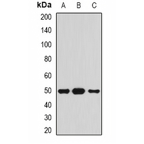 Serpin A4 Rabbit Polyclonal Antibody