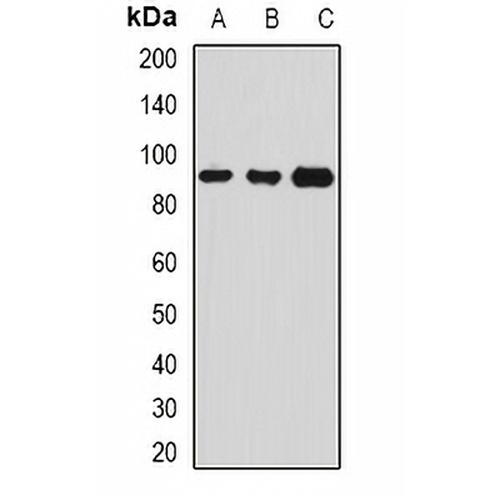Serpin G1 Rabbit Polyclonal Antibody