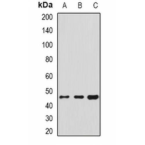 HSP47 Rabbit Polyclonal Antibody