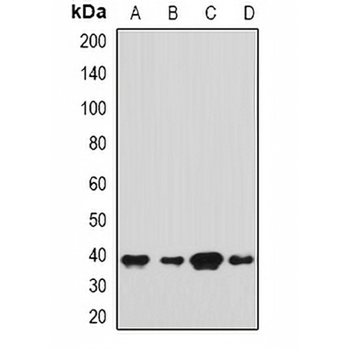 SH3GL2 Rabbit Polyclonal Antibody