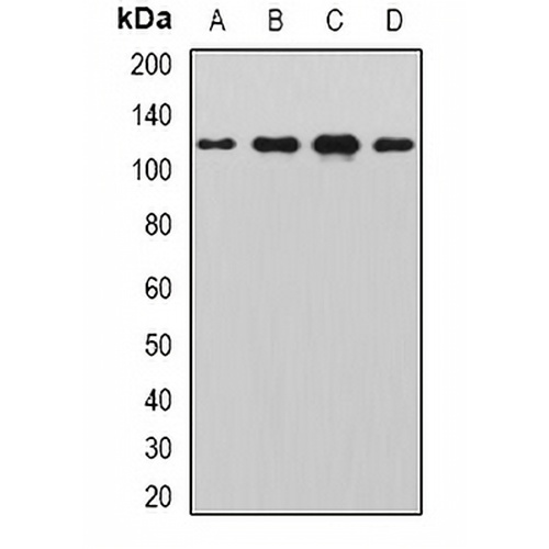 SNF1LK2 Rabbit Polyclonal Antibody