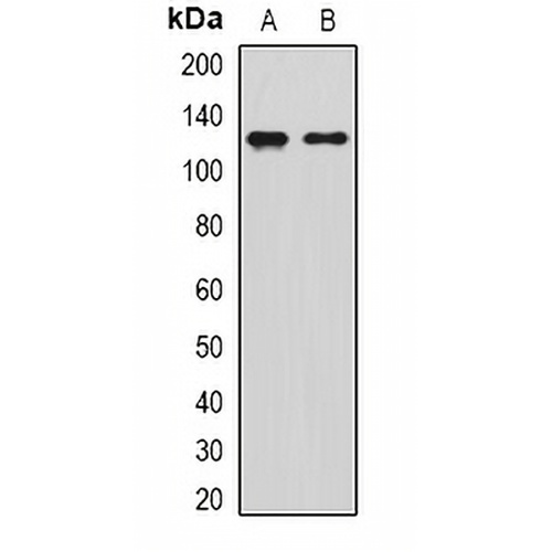 SIRT1 Rabbit Polyclonal Antibody