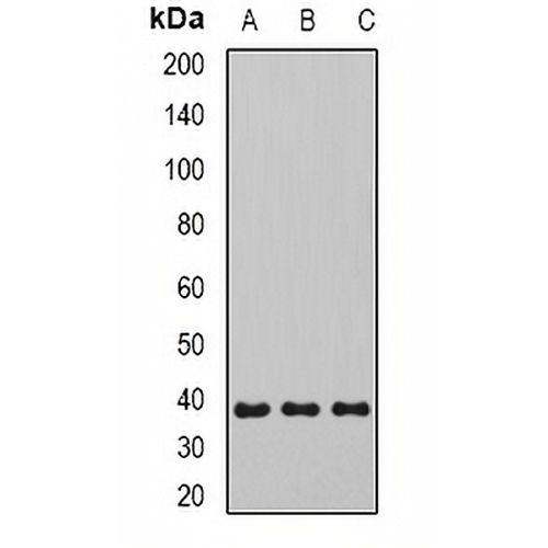SIRT4 Rabbit Polyclonal Antibody