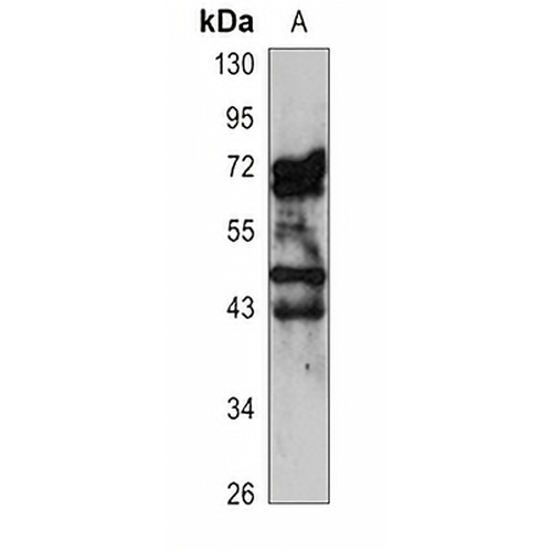 CD319 Rabbit Polyclonal Antibody