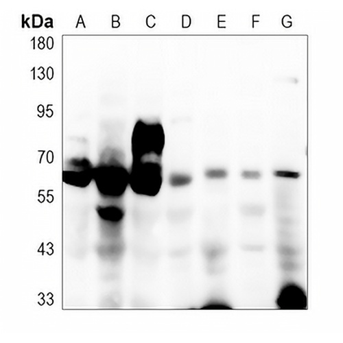 CD98 Rabbit Polyclonal Antibody