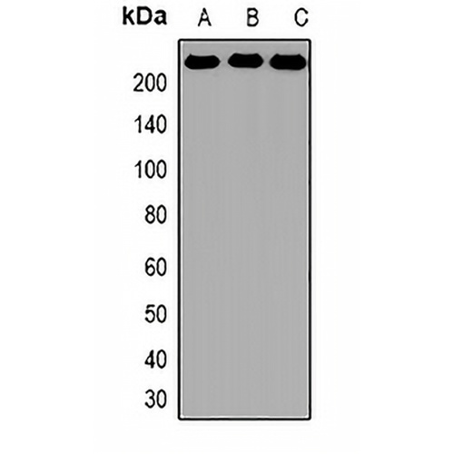 BRG1 Rabbit Polyclonal Antibody