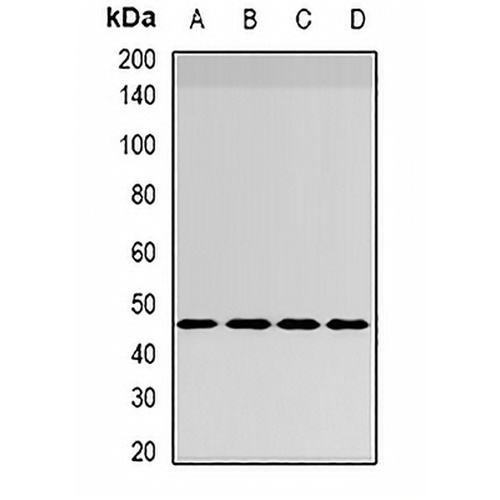 INI1 Rabbit Polyclonal Antibody