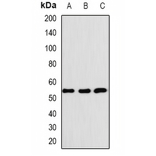 BAF57 Rabbit Polyclonal Antibody