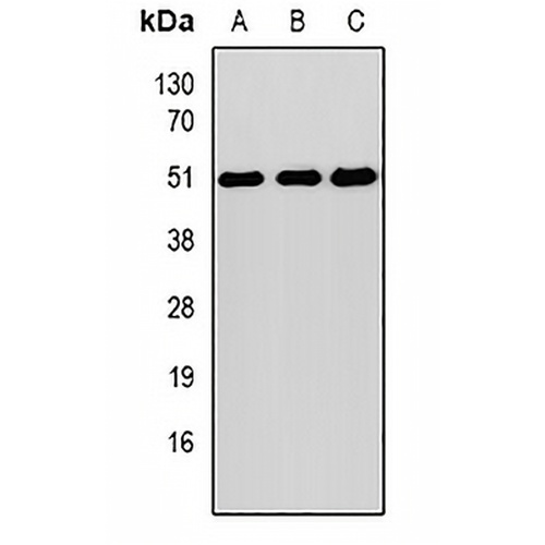 SOCS4 Rabbit Polyclonal Antibody
